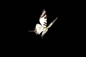 黑白花蝴蝶 蝴蝶 抠像素材