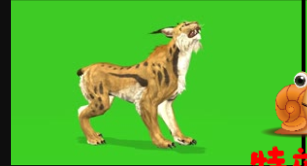 豹子 动物绿幕视频素材下载 @特效牛绿幕素材网手机特效图片