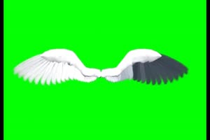 天使翅膀 鸟类翅膀 绿屏素材 特效抠像免费素材