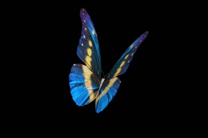 蓝色花蝴蝶 蝴蝶 抠像素材 特效素材手机特效图片