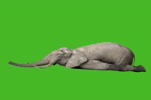 <b>大象趴着睡觉觉 绿屏抠像素材 巧影AE会声会影</b>手机特效图片