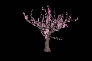 树木开花发芽 花朵 黑幕视频 抠像视频素材