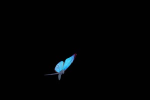 蓝色荧光蝶 蝴蝶 抠像素材 特效素材手机特效图片