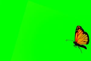 一只飞舞的蝴蝶 绿幕视频 绿幕抠像素材手机特效图片