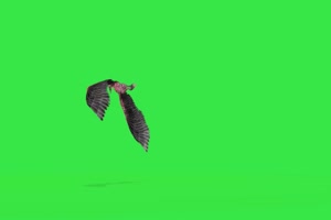 火龙鸟 绿幕视频素材 特效抠像 绿布视频 飞鸟手机特效图片