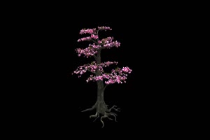 树木 紫色树 樱花树 黑幕视频 抠像视频素材