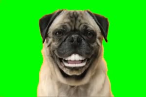 狗 狗狗 动物 绿屏抠像素材 19 免费下载手机特效图片