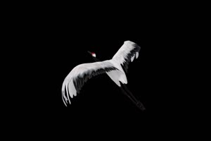 仙鹤的后面 白鹭 天鹅 飞鸟 黑幕抠像视频素材