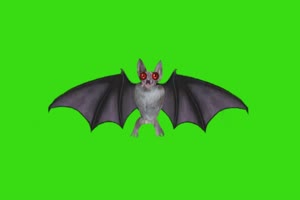 蝙蝠上下移动翅膀发出叫声 绿幕素材 抠像视频免手机特效图片