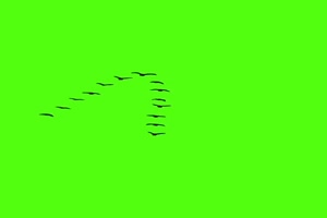 大雁南飞 排成爱心 抖音热绿布和绿幕视频抠像素材