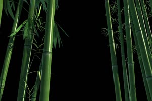 竹林 竹子 树木 花朵 黑幕视频 抠像视频素材手机特效图片