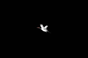 一只静飞的仙鹤 白鹭 天鹅