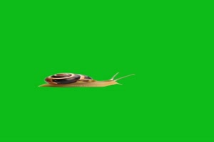 小蜗牛绿幕素材 绿幕抠像 特效素材 @特效牛手机特效图片