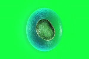 真菌 细胞核 细胞微生物 病毒 细菌 绿屏抠像素材手机特效图片