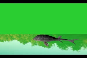 绿幕视频素材 鲶鱼 巧影素材 抠像素材手机特效图片