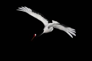免费 飞仙鹤的正面 白鹭 天鹅 飞鸟 黑幕抠像视频手机特效图片
