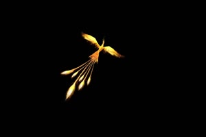 向上飞起的金凤凰 抠像素材 视频特效手机特效图片