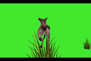 恐龙 2 绿屏动物 特效视频 抠像视频 巧影ae素材手机特效图片