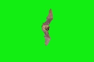 一只飞来的蝙蝠 绿幕素材 抠像视频免费下载手机特效图片