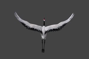 一只仙鹤飞翔的背面 白鹭 天鹅 飞鸟 黑幕抠像视手机特效图片