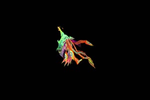 彩色凤凰飞的后面 抠像素材 视频特效手机特效图片