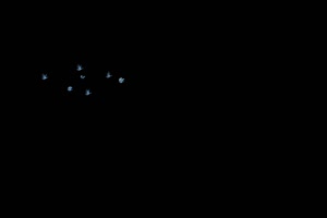 远处的荧光蝶 蝴蝶 抠像素材 特效素材手机特效图片