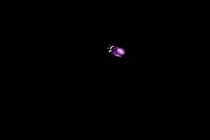 紫色花蝴蝶 蝴蝶 抠像素材 特效素材手机特效图片