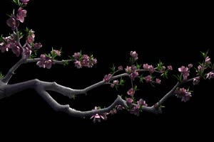 花瓣树枝 树木 花朵 黑幕视频 抠像视频素材