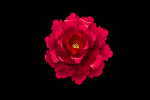 小红花 鲜花 花朵 黑幕视频 抠像视频素材