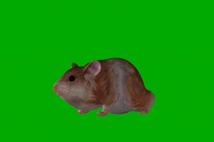 老鼠 绿幕抠像 特效素材 @特效牛手机特效图片