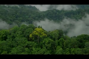 空拍森林 背景素材 巧影AE手机特效图片