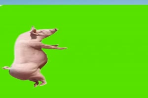 猪 飞猪 动物 绿屏抠像 特绿布和绿幕视频抠像素材