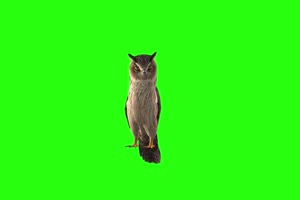 7带音效的绿屏猫头鹰4K高清无水印  绿幕素材