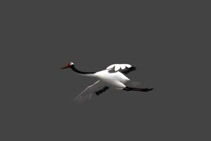 一只原地飞仙鹤的侧面 白鹭 天鹅 飞鸟 黑幕抠像手机特效图片