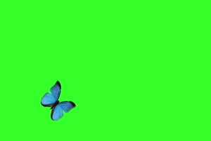 蝴蝶 美丽蝴蝶 动态 绿屏抠像后期特效素材 大合手机特效图片