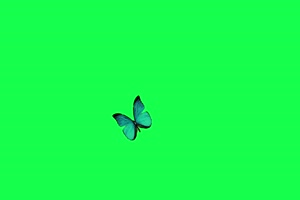 蝴蝶 美丽蝴蝶 动态 绿屏抠像后期特效素材 大合手机特效图片