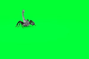 蝎子 绿幕视频 绿幕素材 抠像视频 特效素材手机特效图片