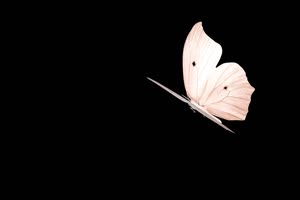 静飞的白色蝴蝶 蝴蝶 抠像素材 特效素材手机特效图片