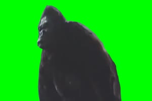 <b>金刚 猴子 猩猩 绿屏抠像素材 巧影AE会声会影p</b>手机特效图片