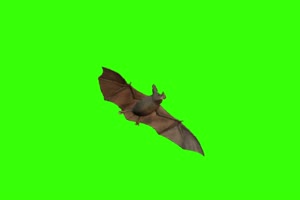 一只飞翔的蝙蝠 绿幕素材 抠像视频免费下载手机特效图片