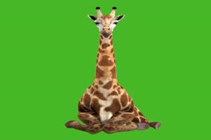 <b>长颈鹿 睡觉觉 趴着 2 绿屏抠像素材 巧影AE会声会</b>手机特效图片