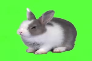  兔子 动物 Rabbit 绿屏抠像素材 巧影AE特效素材手机特效图片