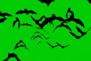 一群飞来的黑蝙蝠 绿幕素
