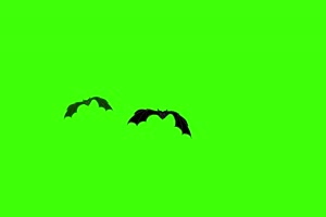 两只飞来的蝙蝠 绿幕素材 抠像视频免费下载手机特效图片