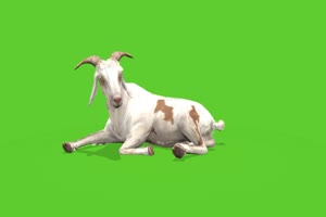 白山羊 绿屏动物 特效视频 抠像视频 巧影ae素材手机特效图片