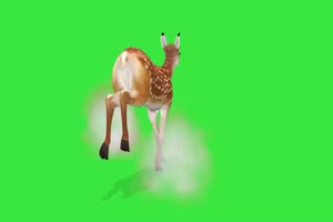 梅花鹿1 绿屏动物 特效视频 抠像视频 巧影ae素材手机特效图片