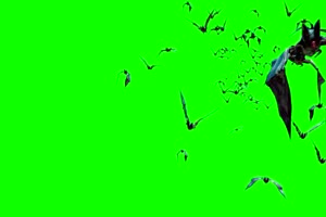 从某个地方飞下的蝙蝠 绿幕素材 抠像视频免费下手机特效图片