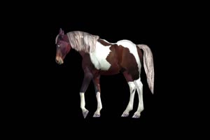 <b>刨土的马 动物抠像视频素材</b>手机特效图片