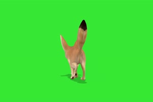 小狐狸2 绿屏动物 特效视频 抠像视频 巧影ae素材手机特效图片