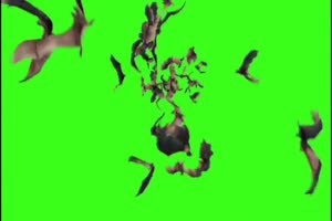 土黄色的蝙蝠飞聚成团 绿幕素材 抠像视频免费下手机特效图片